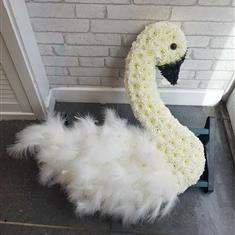 Swan 