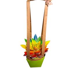 Rainbow succulent plant 